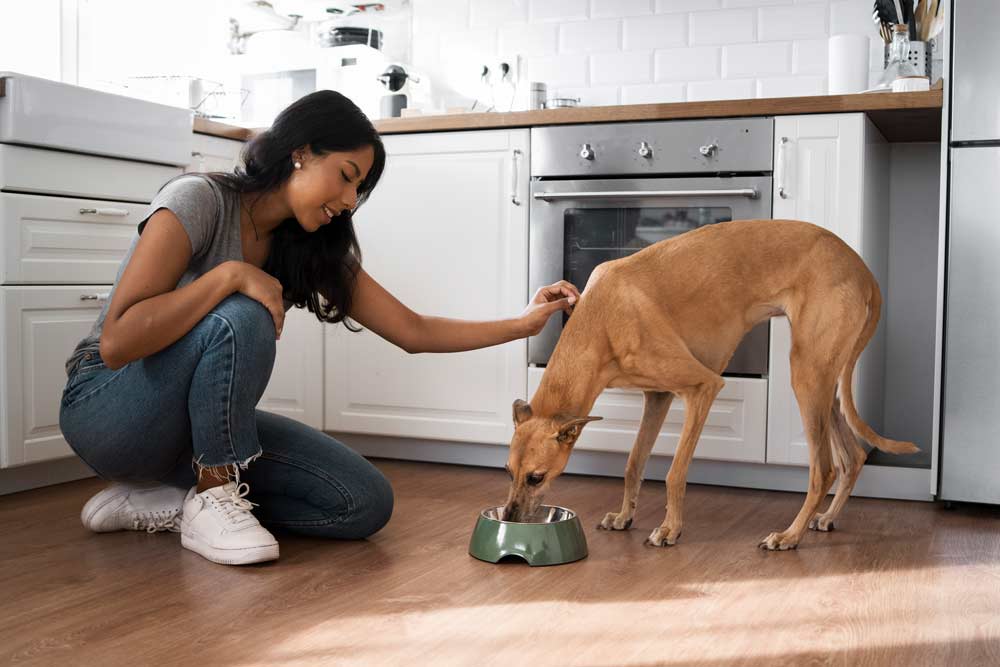 P. Luxe & Co™: A Complete Guide to Healthy Dog Feeding