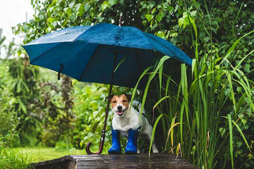 Paw Protection: Unveiling the Benefits of Doggy Drip Shoes